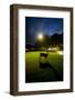 White-Taiiled Deer, Skyline Drive, Shenandoah National Park, Virginia-Paul Souders-Framed Photographic Print