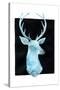 White Tail Bust I-Grace Popp-Stretched Canvas