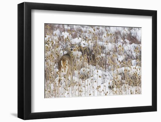 White-tail deer buck camouflaged-Ken Archer-Framed Photographic Print