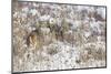 White-tail deer buck camouflaged-Ken Archer-Mounted Photographic Print