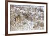 White-tail deer buck camouflaged-Ken Archer-Framed Photographic Print