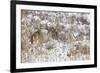 White-tail deer buck camouflaged-Ken Archer-Framed Photographic Print