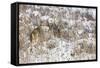White-tail deer buck camouflaged-Ken Archer-Framed Stretched Canvas