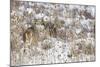 White-tail deer buck camouflaged-Ken Archer-Mounted Photographic Print