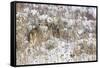 White-tail deer buck camouflaged-Ken Archer-Framed Stretched Canvas