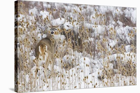 White-tail deer buck camouflaged-Ken Archer-Stretched Canvas