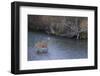 White-tail deer buck crossing river-Ken Archer-Framed Photographic Print