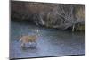 White-tail deer buck crossing river-Ken Archer-Mounted Photographic Print