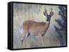 White-Tail Deer Buck, National Bison Range, Montana, USA-Darrell Gulin-Framed Stretched Canvas