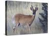 White-Tail Deer Buck, National Bison Range, Montana, USA-Darrell Gulin-Stretched Canvas