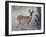 White-Tail Deer Buck, National Bison Range, Montana, USA-Darrell Gulin-Framed Photographic Print