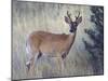 White-Tail Deer Buck, National Bison Range, Montana, USA-Darrell Gulin-Mounted Photographic Print