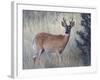 White-Tail Deer Buck, National Bison Range, Montana, USA-Darrell Gulin-Framed Photographic Print