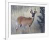 White-Tail Deer Buck, National Bison Range, Montana, USA-Darrell Gulin-Framed Photographic Print