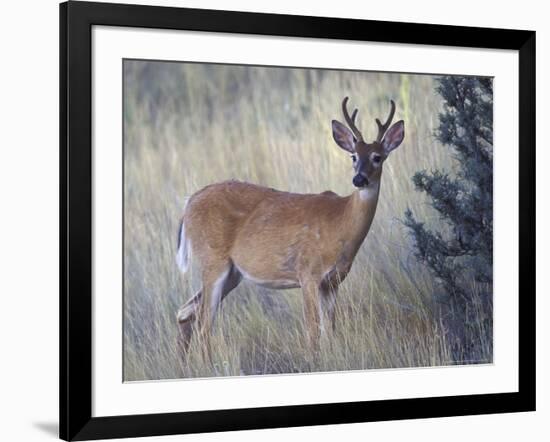 White-Tail Deer Buck, National Bison Range, Montana, USA-Darrell Gulin-Framed Photographic Print