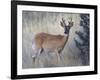 White-Tail Deer Buck, National Bison Range, Montana, USA-Darrell Gulin-Framed Photographic Print