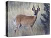 White-Tail Deer Buck, National Bison Range, Montana, USA-Darrell Gulin-Stretched Canvas