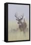 White-tail deer buck-Ken Archer-Framed Stretched Canvas