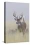 White-tail deer buck-Ken Archer-Stretched Canvas