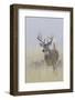 White-tail deer buck-Ken Archer-Framed Photographic Print