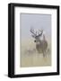 White-tail deer buck-Ken Archer-Framed Photographic Print