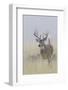 White-tail deer buck-Ken Archer-Framed Photographic Print