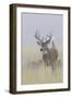 White-tail deer buck-Ken Archer-Framed Photographic Print