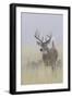 White-tail deer buck-Ken Archer-Framed Photographic Print