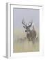 White-tail deer buck-Ken Archer-Framed Photographic Print