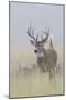 White-tail deer buck-Ken Archer-Mounted Photographic Print