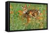 White-Tail Deer Fawn in Orange Paintbrush Wild-null-Framed Stretched Canvas