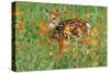 White-Tail Deer Fawn in Orange Paintbrush Wild-null-Stretched Canvas