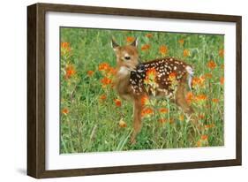 White-Tail Deer Fawn in Orange Paintbrush Wild-null-Framed Photographic Print