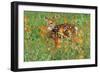 White-Tail Deer Fawn in Orange Paintbrush Wild-null-Framed Photographic Print