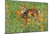 White-Tail Deer Fawn in Orange Paintbrush Wild-null-Mounted Photographic Print