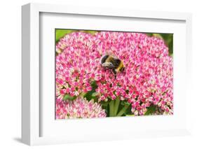 White-tailed bumblebee nectaring on Sedum flower, UK-Alan Williams-Framed Photographic Print