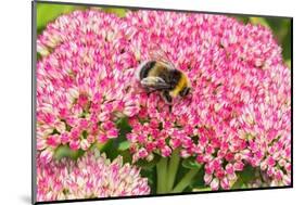 White-tailed bumblebee nectaring on Sedum flower, UK-Alan Williams-Mounted Photographic Print