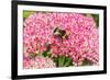 White-tailed bumblebee nectaring on Sedum flower, UK-Alan Williams-Framed Photographic Print