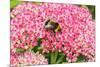 White-tailed bumblebee nectaring on Sedum flower, UK-Alan Williams-Mounted Photographic Print