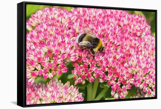 White-tailed bumblebee nectaring on Sedum flower, UK-Alan Williams-Framed Stretched Canvas