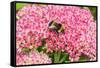 White-tailed bumblebee nectaring on Sedum flower, UK-Alan Williams-Framed Stretched Canvas
