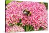 White-tailed bumblebee nectaring on Sedum flower, UK-Alan Williams-Stretched Canvas