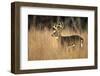 White-Tailed Deer 8-Point Buck in Field, Great Smoky Mountains National Park, Tennessee-Richard and Susan Day-Framed Photographic Print