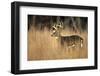 White-Tailed Deer 8-Point Buck in Field, Great Smoky Mountains National Park, Tennessee-Richard and Susan Day-Framed Photographic Print