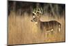 White-Tailed Deer 8-Point Buck in Field, Great Smoky Mountains National Park, Tennessee-Richard and Susan Day-Mounted Photographic Print