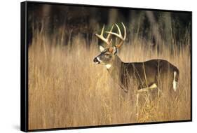 White-Tailed Deer 8-Point Buck in Field, Great Smoky Mountains National Park, Tennessee-Richard and Susan Day-Framed Stretched Canvas