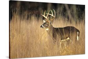 White-Tailed Deer 8-Point Buck in Field, Great Smoky Mountains National Park, Tennessee-Richard and Susan Day-Stretched Canvas