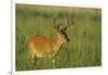 White-Tailed Deer 8-Point Buck in Velvet, Tennessee-Richard and Susan Day-Framed Premium Photographic Print