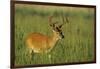 White-Tailed Deer 8-Point Buck in Velvet, Tennessee-Richard and Susan Day-Framed Premium Photographic Print