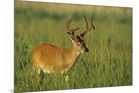 White-Tailed Deer 8-Point Buck in Velvet, Tennessee-Richard and Susan Day-Mounted Premium Photographic Print